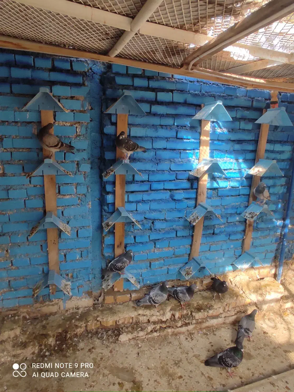 کبوتر|پرنده|خرمشهر, |دیوار