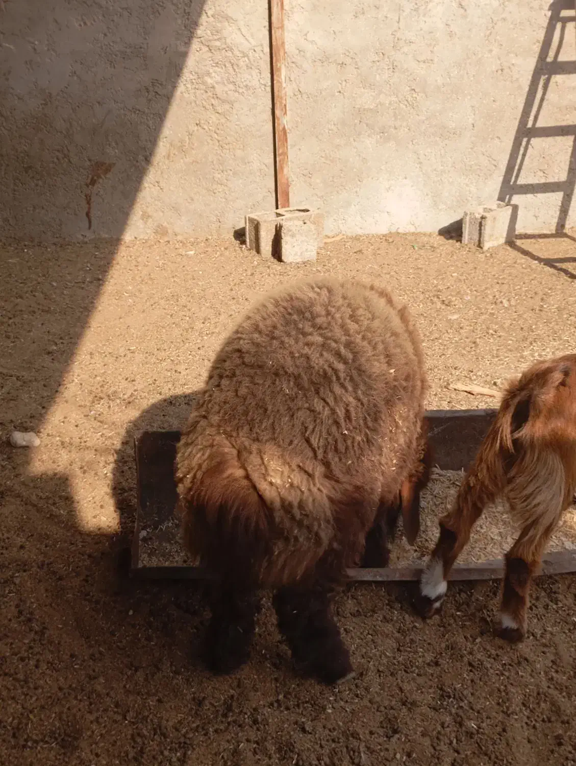 بره نر درجه یک|حیوانات مزرعه|سعدآباد, |دیوار