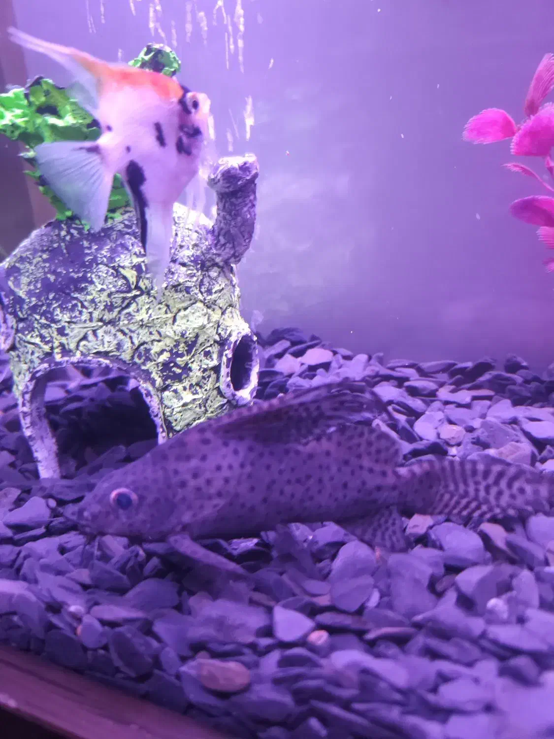 کت فیش|ماهی|چهاردانگه (تهران), |دیوار