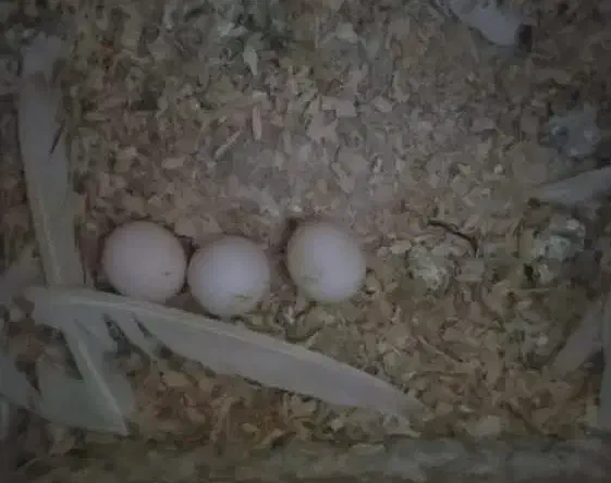 عروس هلندی سخنگو و تخم گذار|پرنده|آستارا, |دیوار