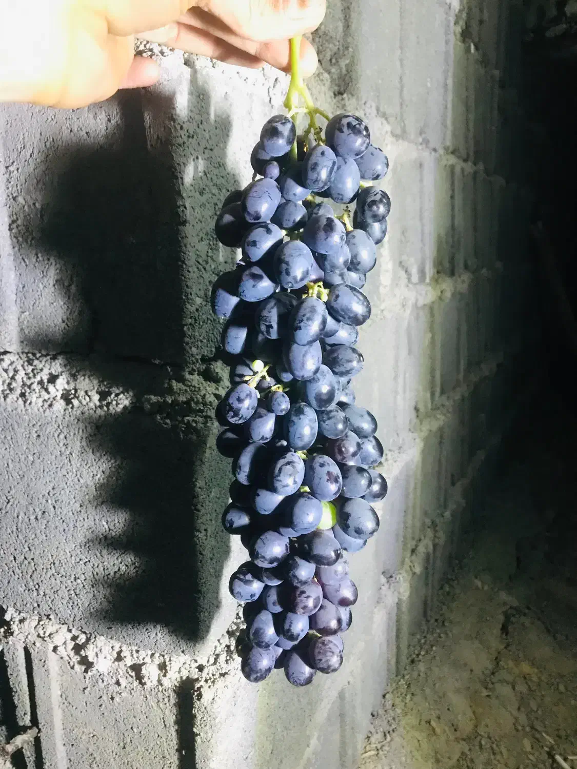 انگور شرابی|خوردنی و آشامیدنی|سی‌سخت, |دیوار