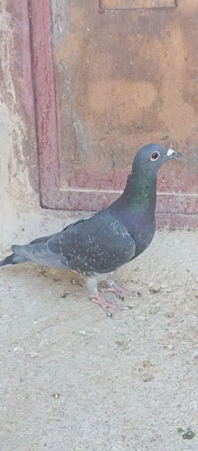 یک عدد ماده مسافتی چاپی|پرنده|سراوان, |دیوار