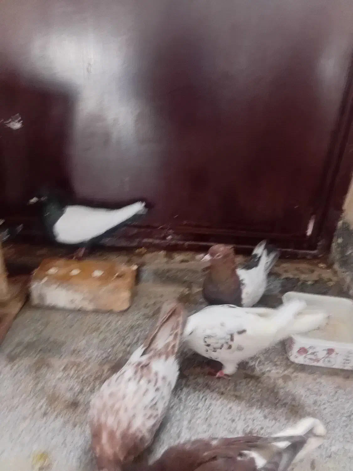 نرماده قلدور هوایی|پرنده|پائین جام, |دیوار