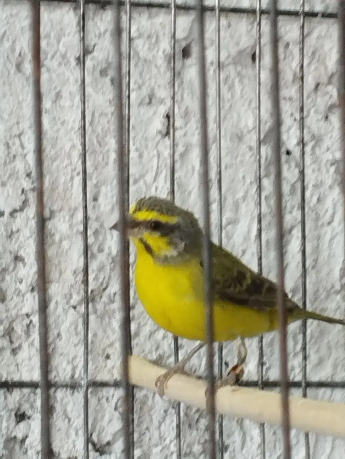 سهره|پرنده|اصفهان, عمان سامانی|دیوار