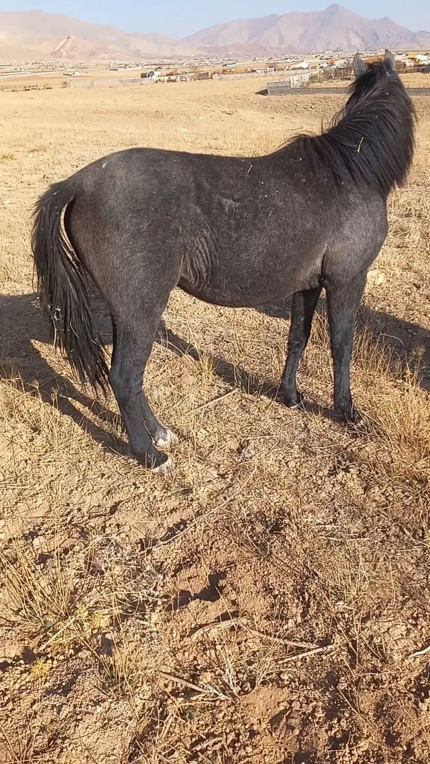 اسب مادیان|اسب و تجهیزات اسبسواری|خواجه, |دیوار