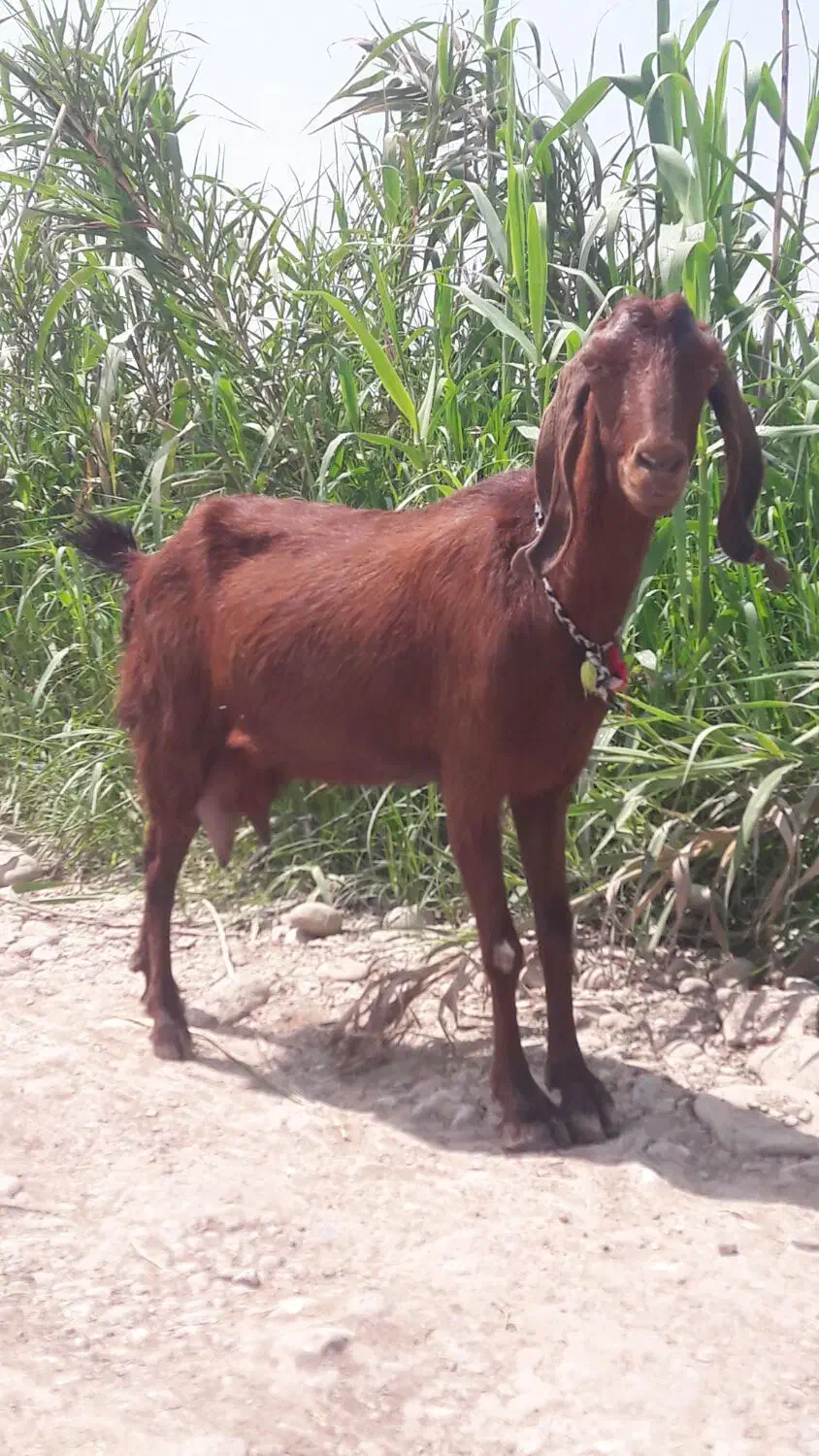 25000000|حیوانات مزرعه|گرگان, |دیوار