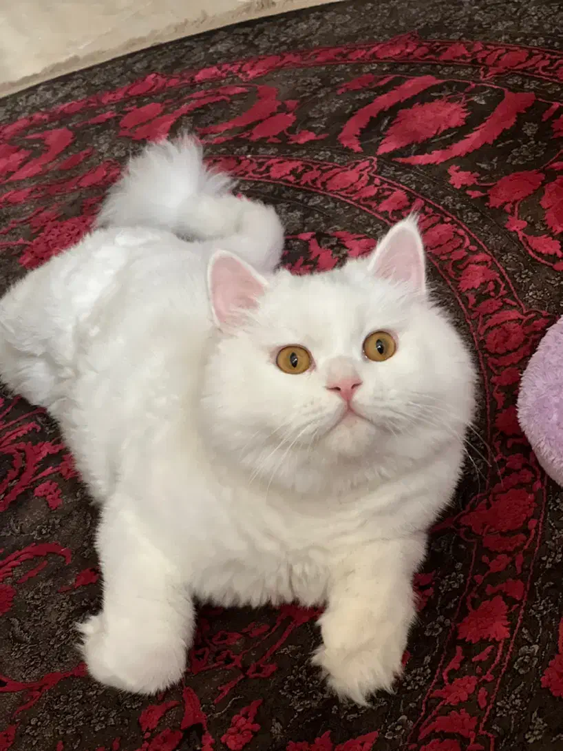 گربه پرشین|گربه|بندرعباس, |دیوار