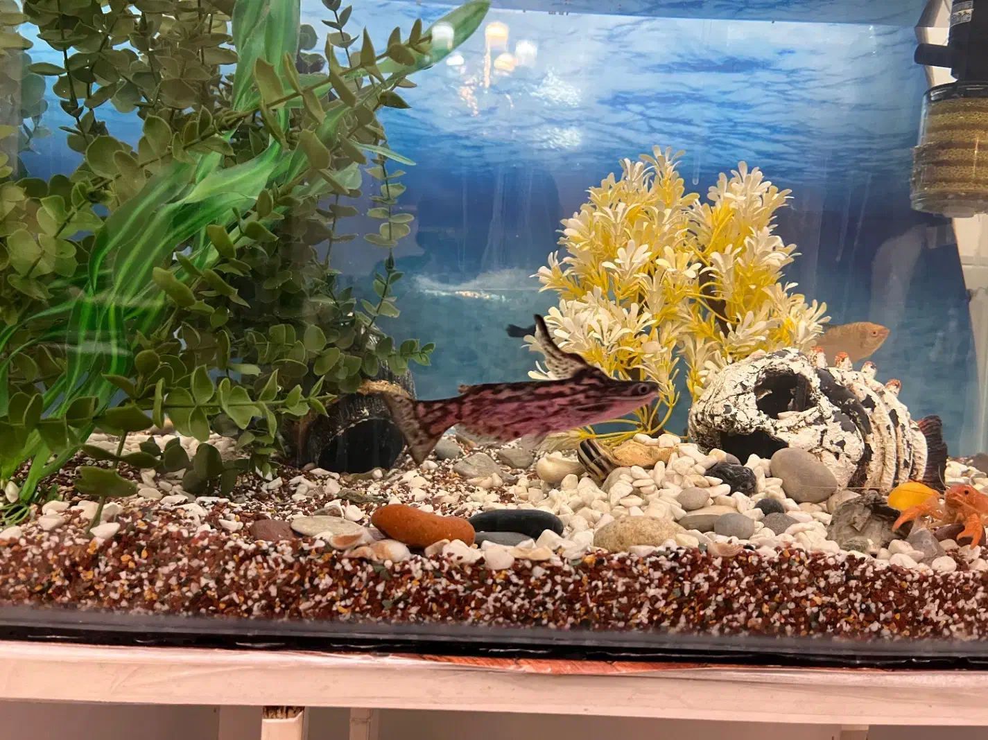 ماهی|ماهی|اراک, |دیوار