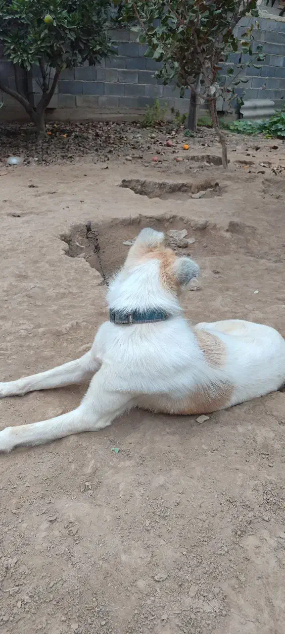 پا کوتاه|سگ|سیمین شهر, |دیوار