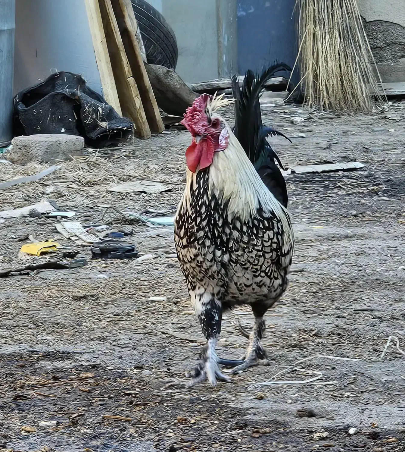 خروس رسمی نطفه دار|حیوانات مزرعه|قم, مسجد امام حسن|دیوار