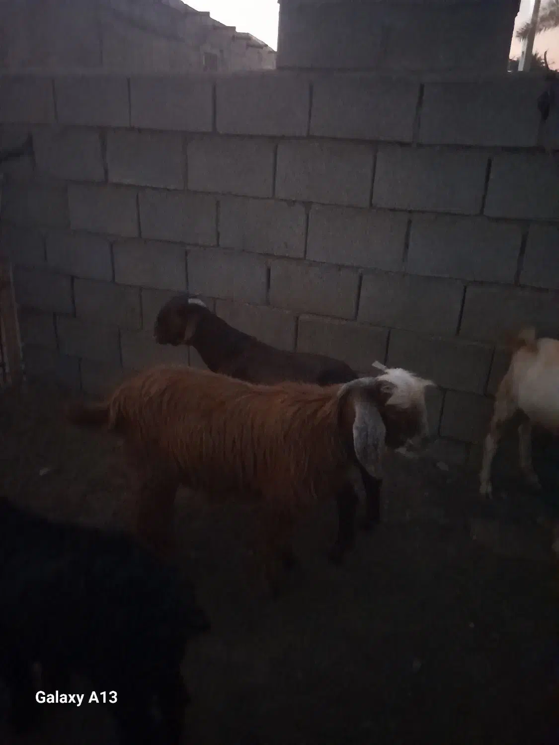 کهره نر|حیوانات مزرعه|میناب, |دیوار