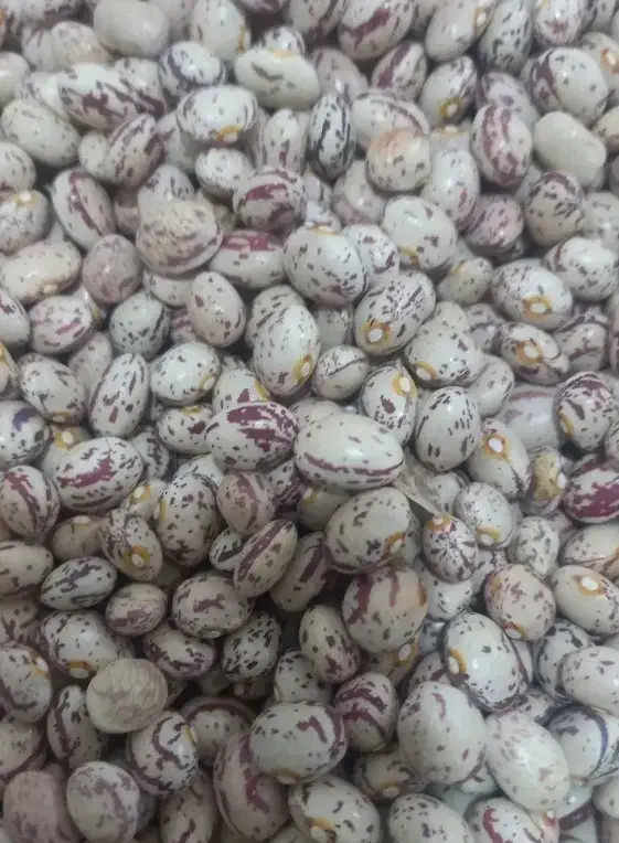 فروش لوبیا|عمدهفروشی|الیگودرز, |دیوار