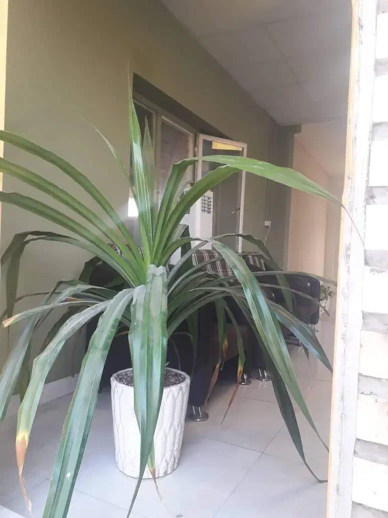 گل پاندانونس|گل و گیاه طبیعی|مشهد, شهرک صنعتی توس|دیوار