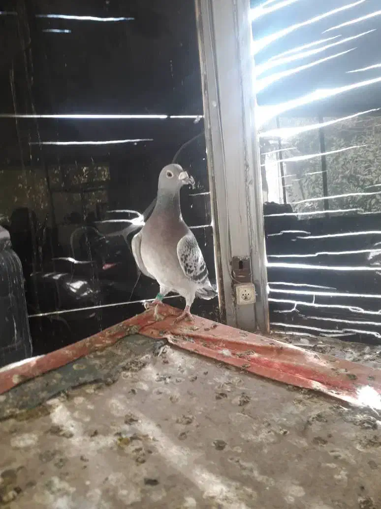 کفترپلاکی|پرنده|صدرا-فارس, باغشهر بهارستان صدرا|دیوار