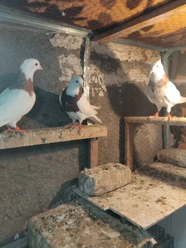 کفتر طوقی|پرنده|تایباد, |دیوار