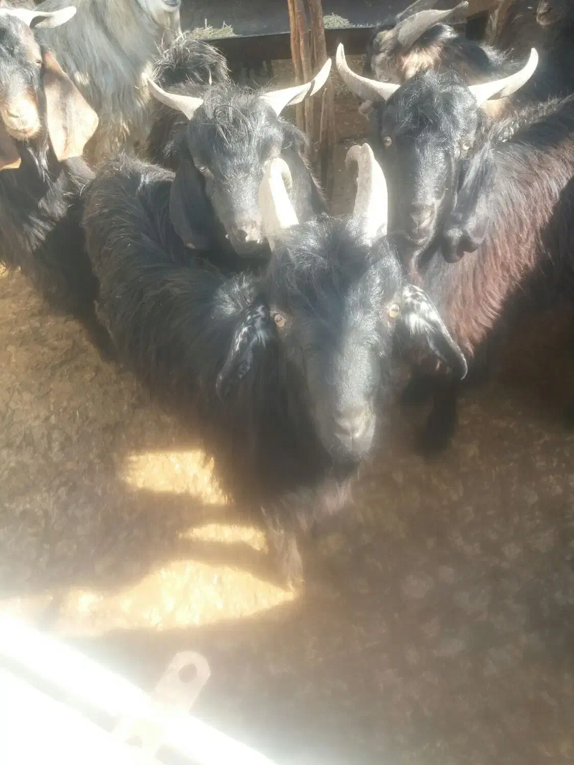 کهره چاق|حیوانات مزرعه|مرودشت, مختارآباد|دیوار