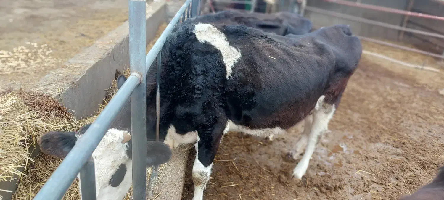 گاو مونت|حیوانات مزرعه|گرگان, |دیوار