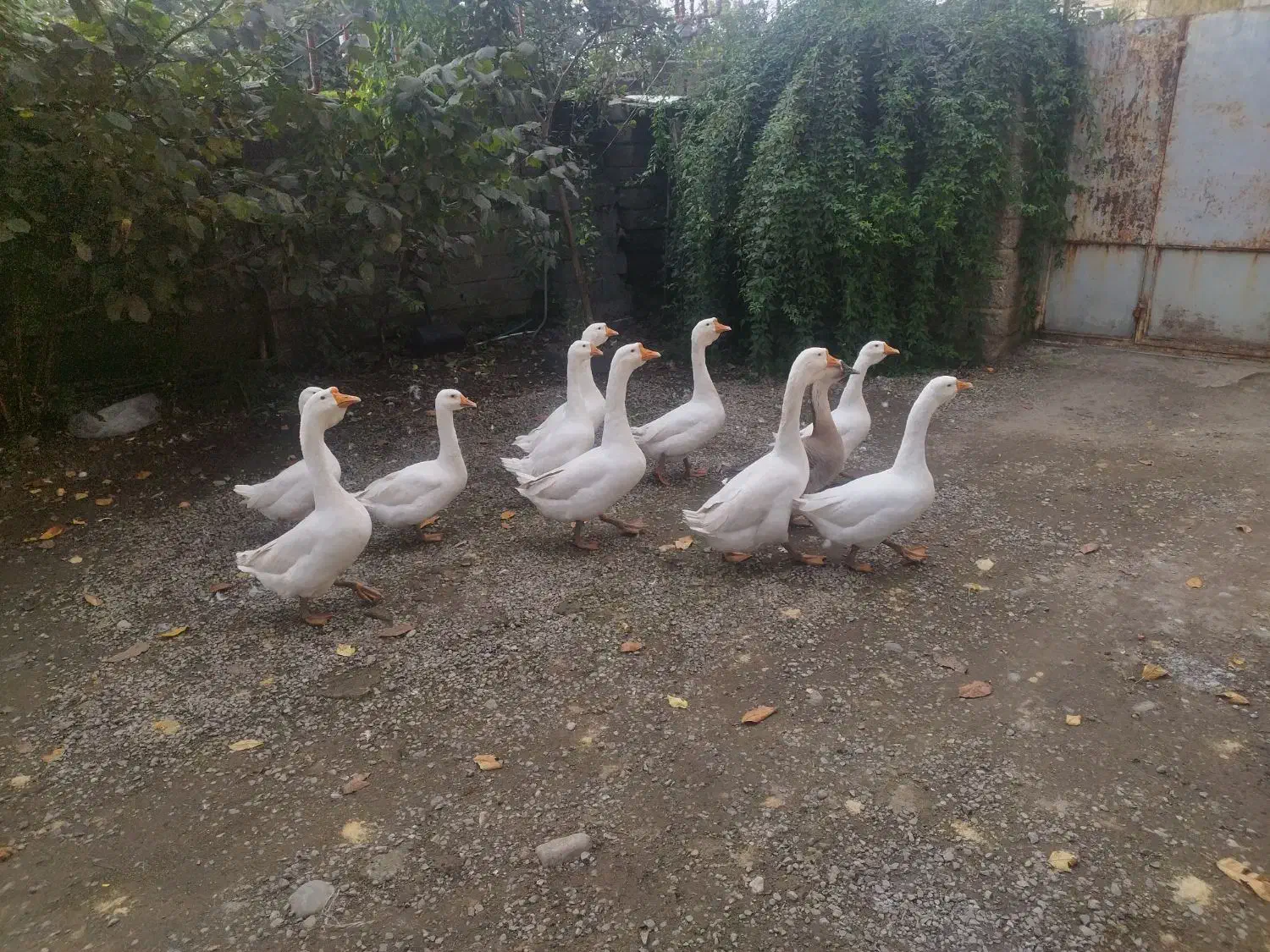 غوغاز فروشی|حیوانات مزرعه|تالش, هشتپر|دیوار