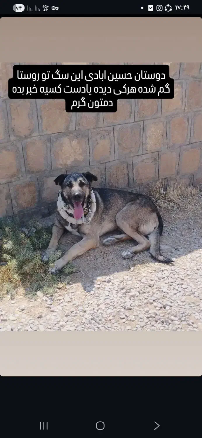 گمشده|حیوانات|شیروان (خراسان), |دیوار