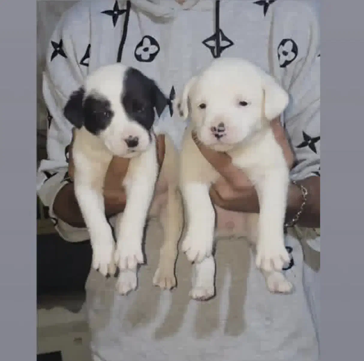 داگو|سگ|مشهد, شهرک رازی (شهرک غرب)|دیوار