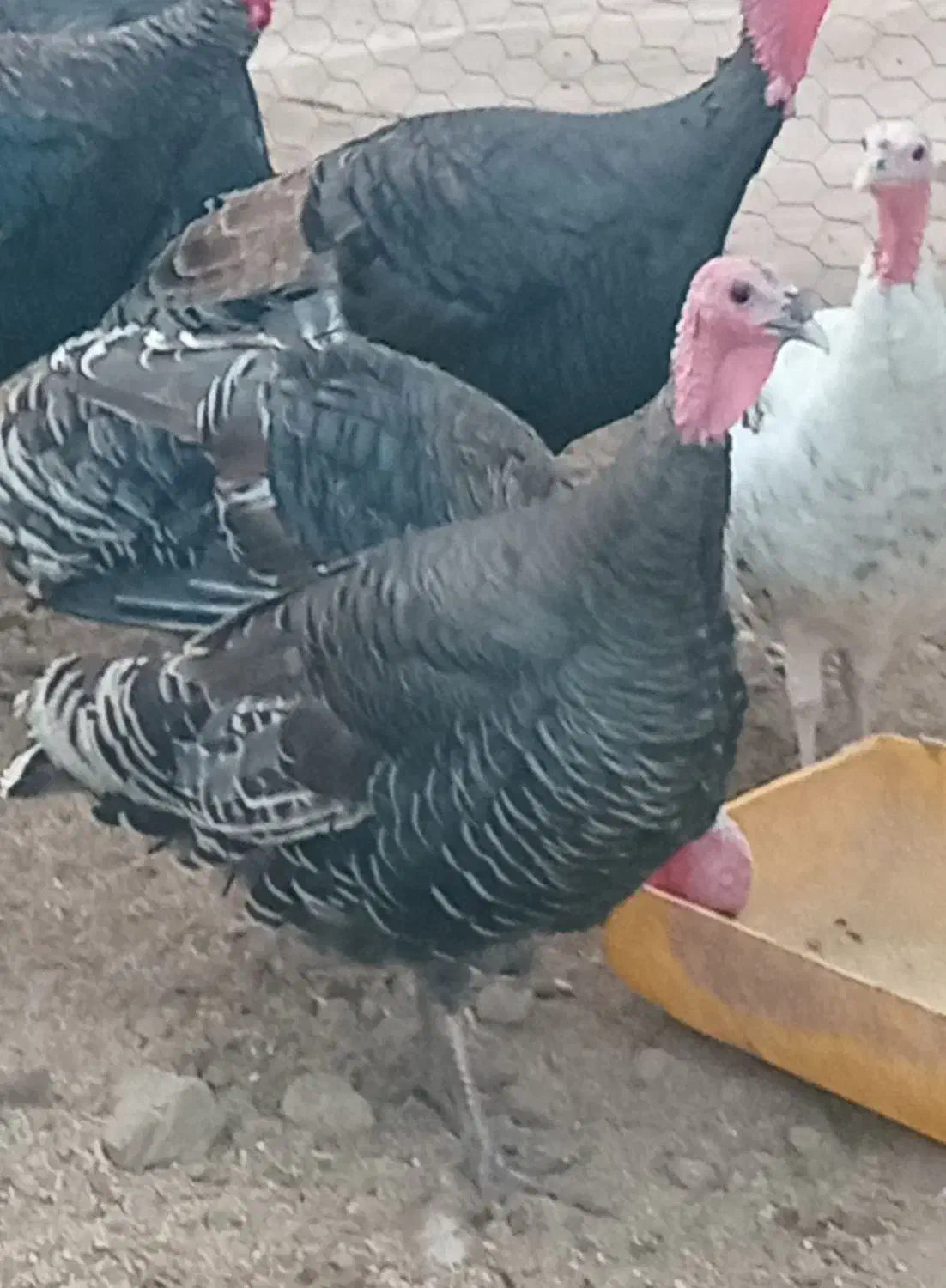 فروش بوقلمون ماده برنز|حیوانات مزرعه|قائم‌شهر, |دیوار