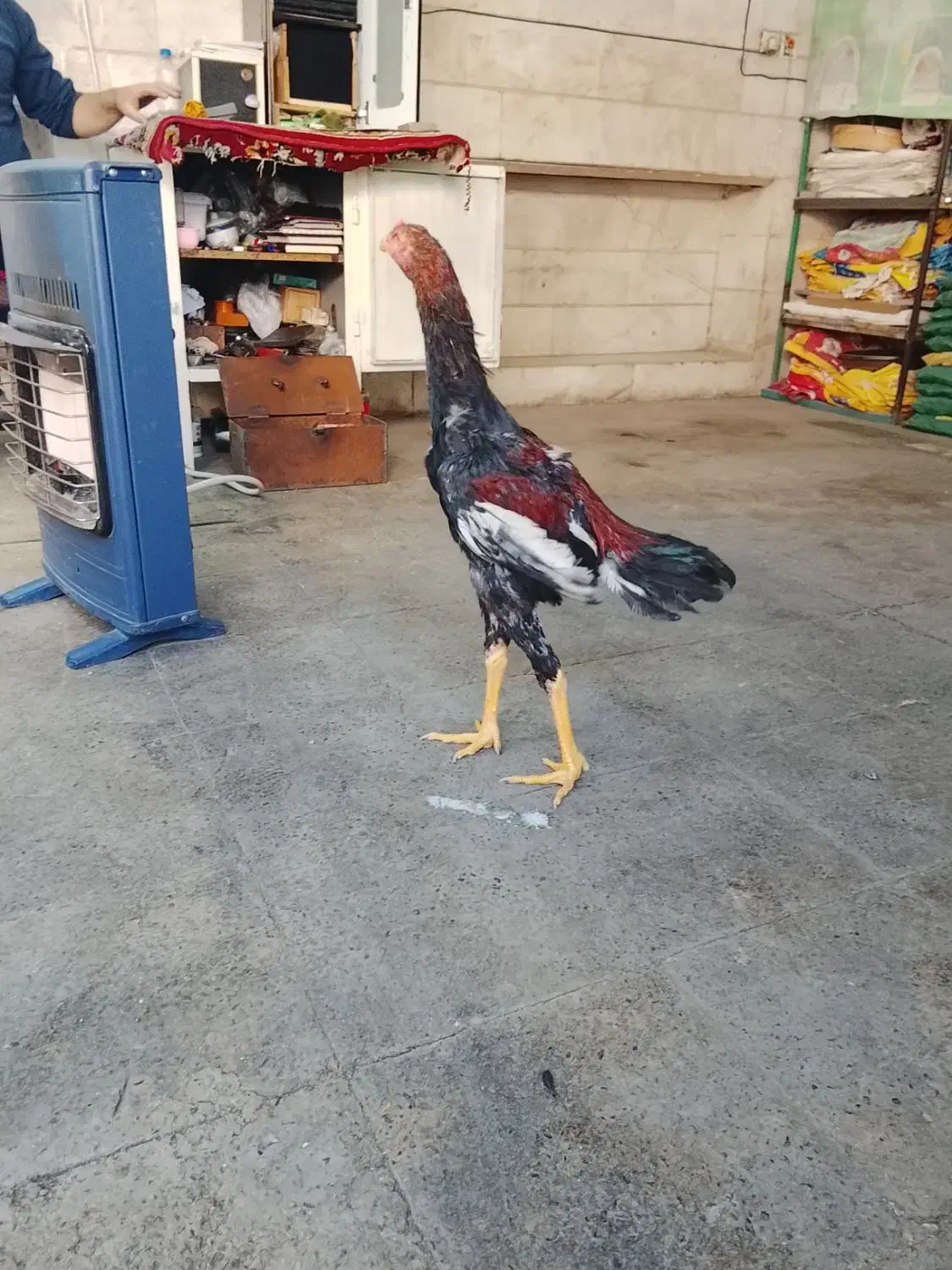 جوجه لاری|حیوانات مزرعه|اسلام‌شهر, شهرک امام حسین (میان آباد)|دیوار