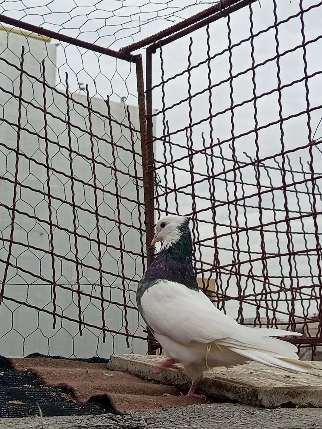 کبوتر طوقی|حیوانات|گنبد کاووس, |دیوار