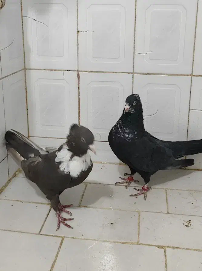 کلاغ رسمی|پرنده|مشهد, هفده شهریور|دیوار