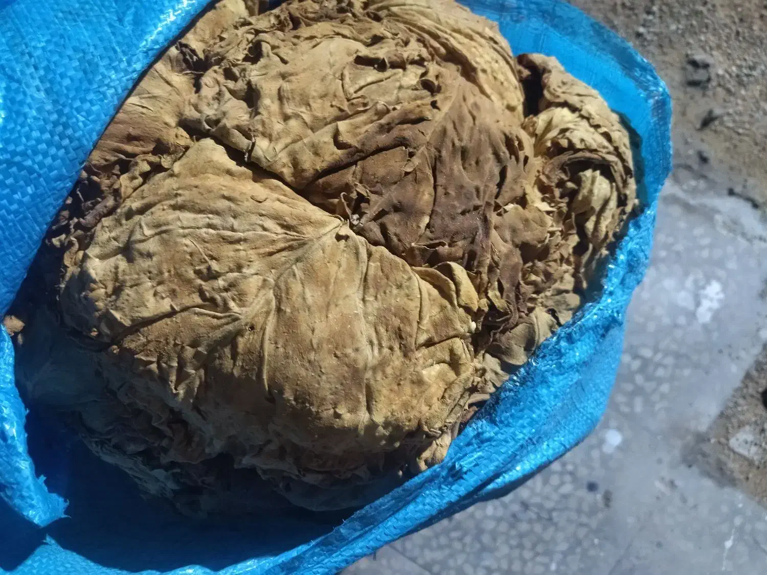 برگ‌زرد‌|گل و گیاه طبیعی|خورموج, |دیوار