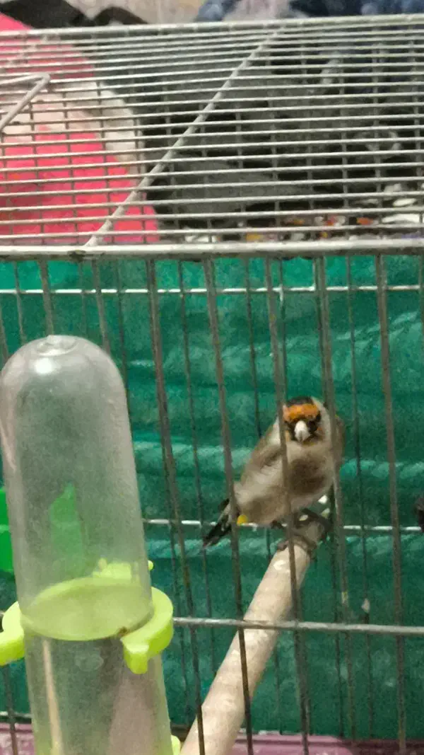 سهره جوجه قفس دم سفید|پرنده|همدان, |دیوار