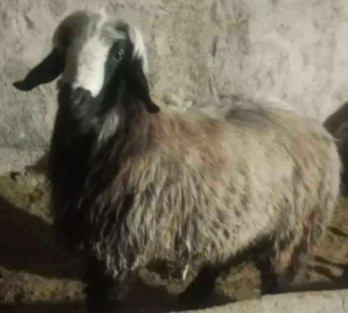 قوچ ترکی بذری و تعدادی بره قیمت توافقی|حیوانات مزرعه|داراب, |دیوار