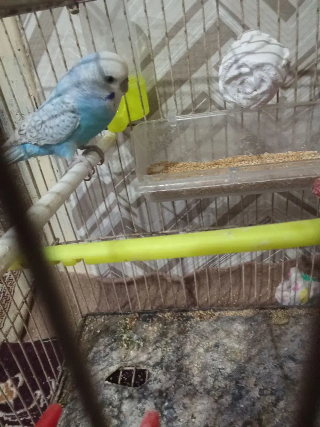 مرغ عشق نر بالغ|پرنده|جالق, |دیوار