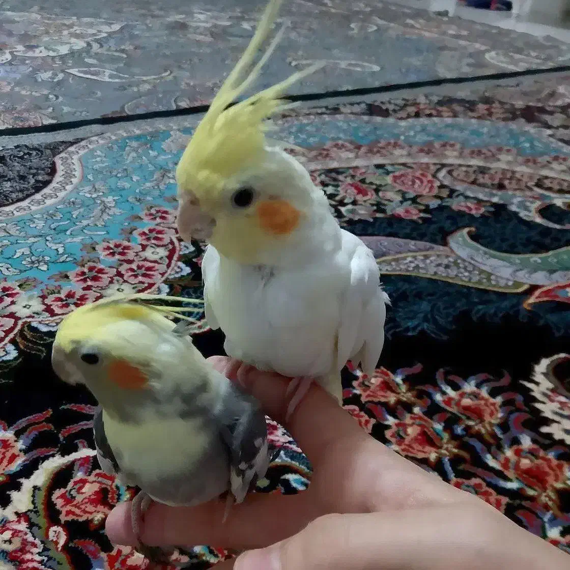 دو عدد عروس هلندی|پرنده|گلستان (تهران), |دیوار