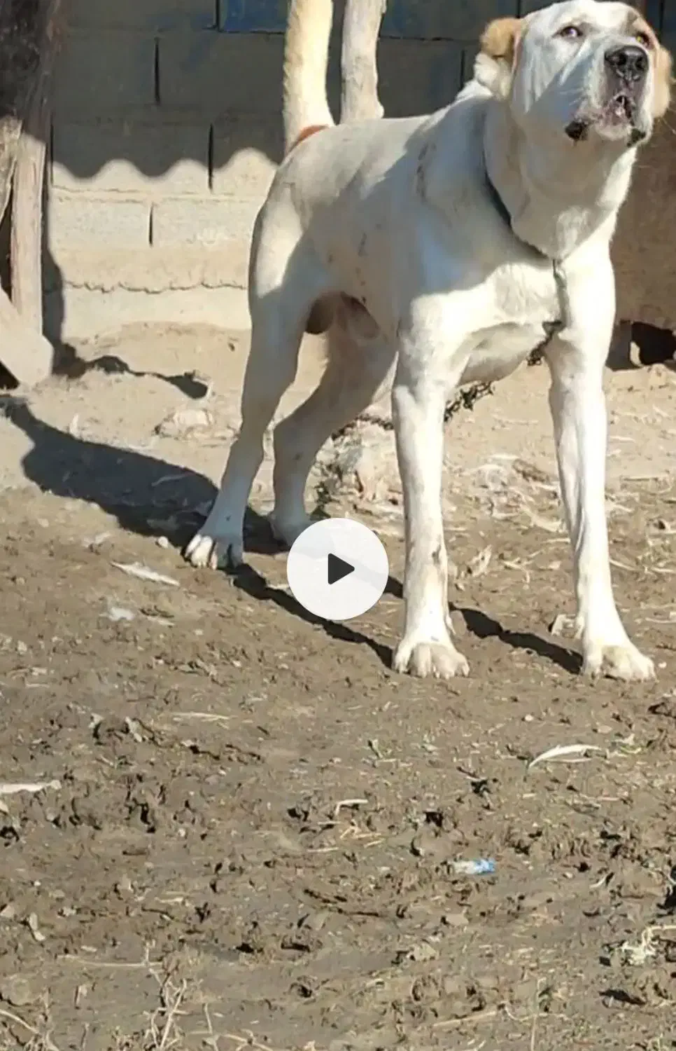 سگ نر نگهبان الابای|سگ|گمیشان, |دیوار