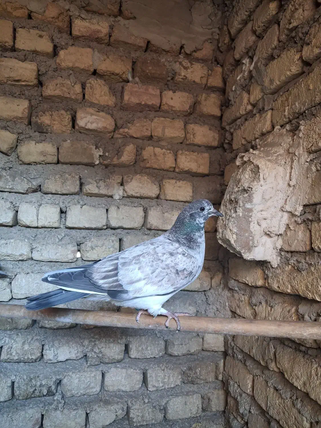 کفتر پرنده|پرنده|قرچک, زیبا شهر|دیوار