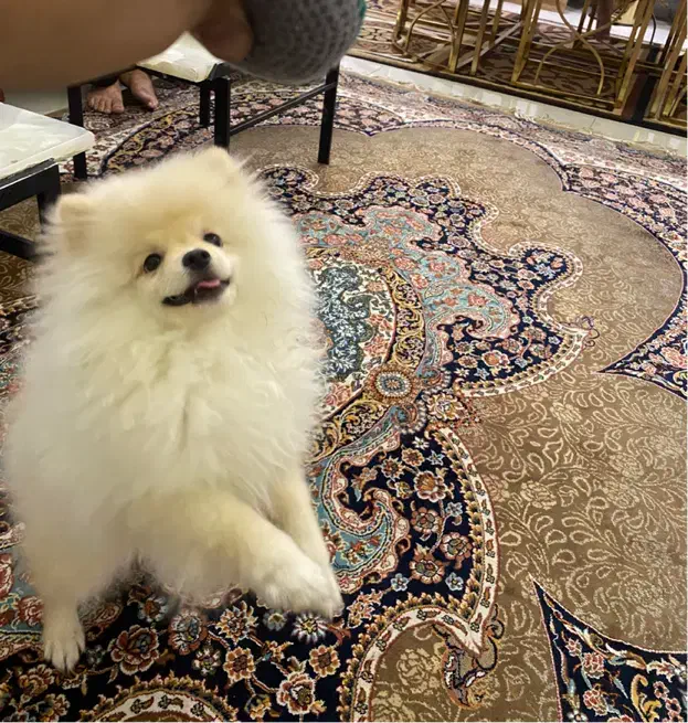 پامر خرسی|سگ|تهران, فردوس|دیوار