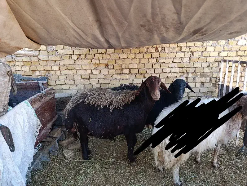 میش بره افشاری|حیوانات مزرعه|اردکان, |دیوار