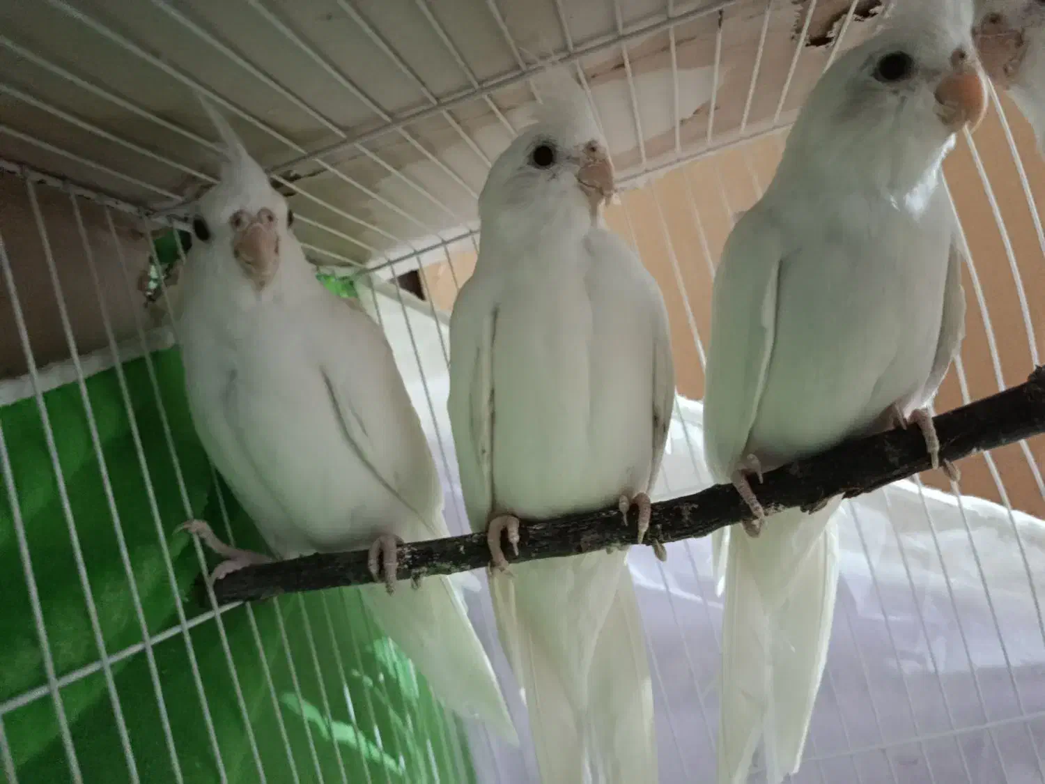 عروس هلندی|پرنده|شیروان (خراسان), |دیوار