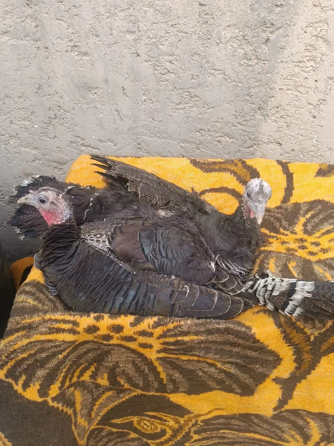 بوقلمون|حیوانات مزرعه|زهک, |دیوار