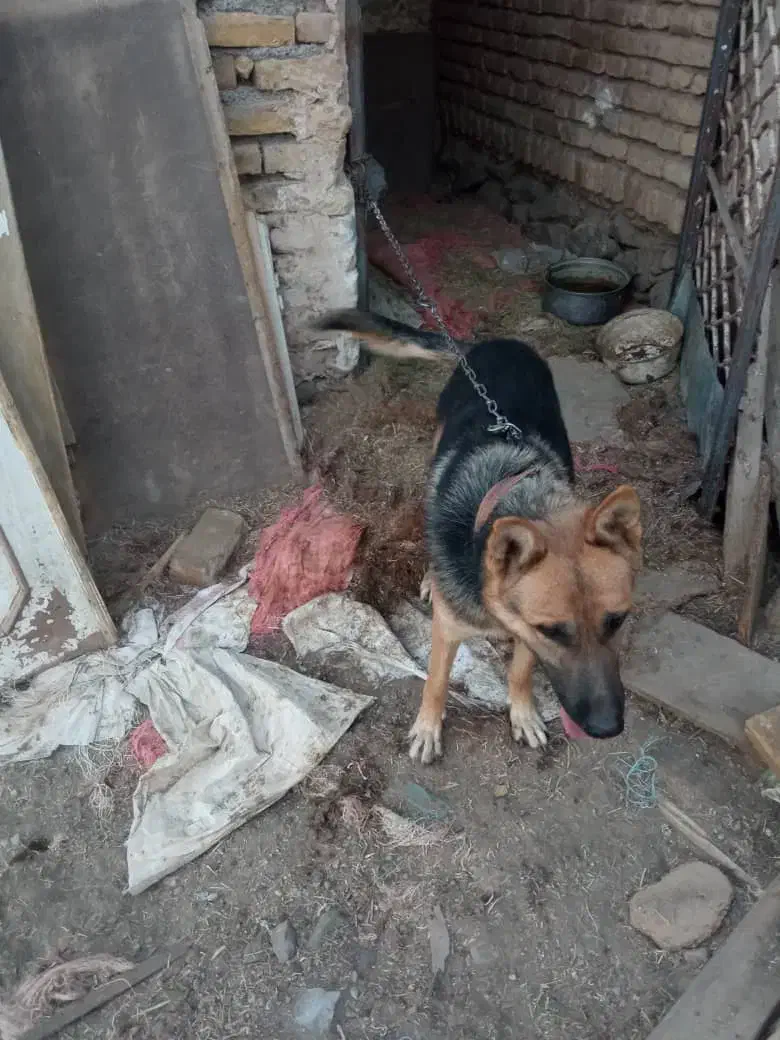 سگ ژرمن|سگ|تربت‌حیدریه, بالا ولایت|دیوار