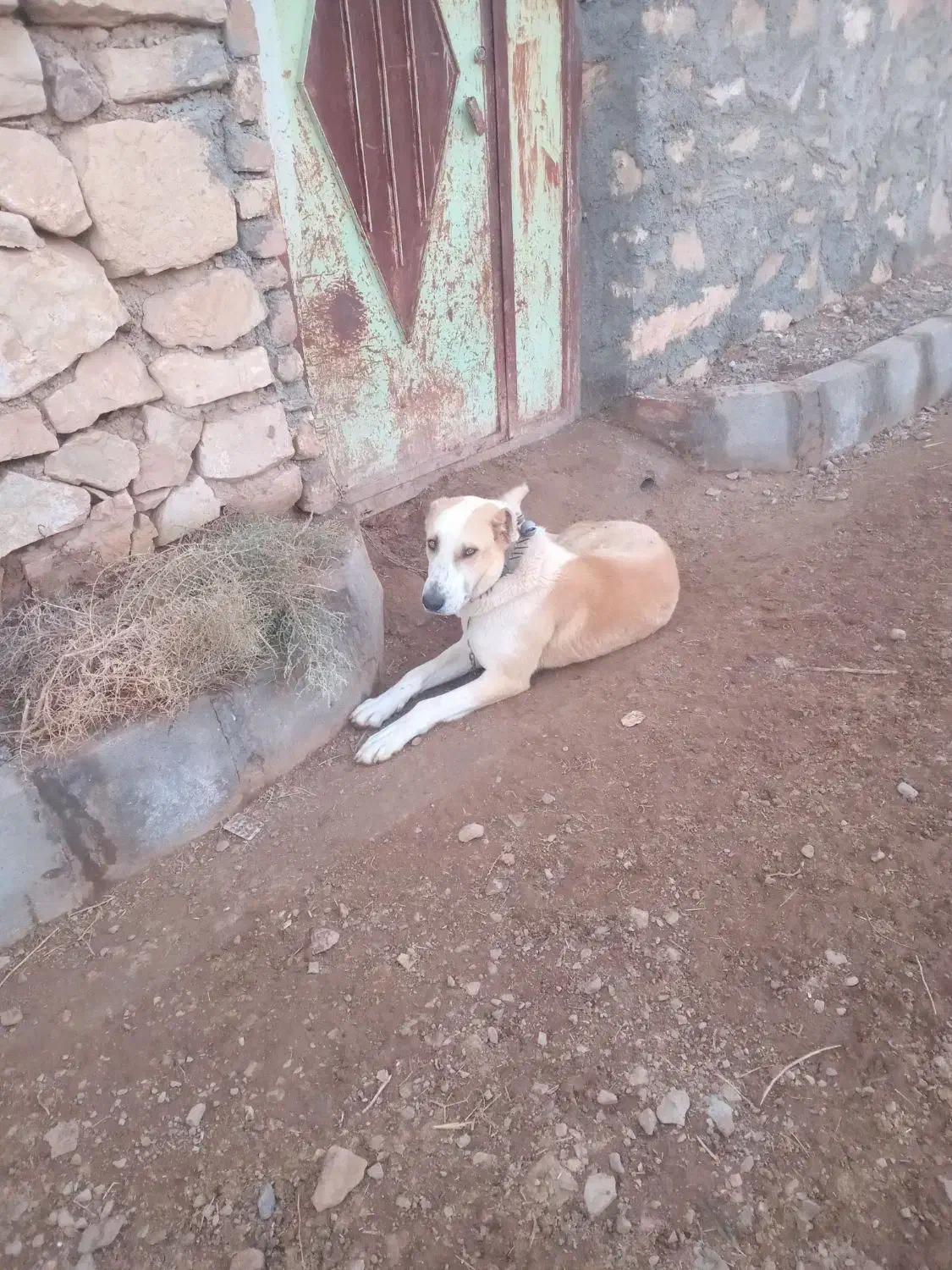 سگ گله|سگ|صفی آباد, |دیوار