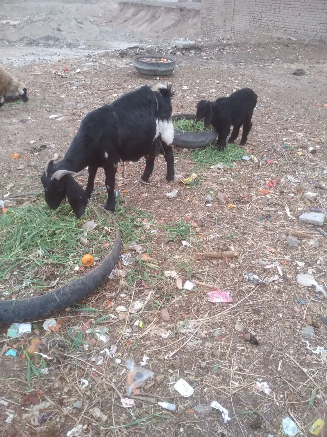 بزغاله نر|حیوانات مزرعه|بیرجند, |دیوار