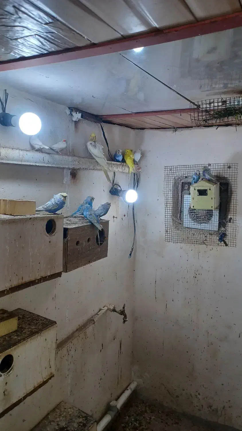 مرغ عشق پروانه ایی|پرنده|بندر امام خمینی, |دیوار