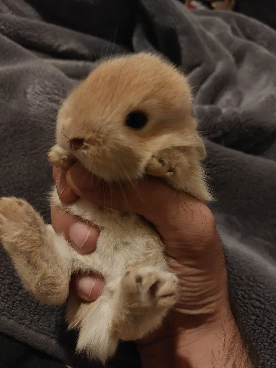 بچه خرگوش|موش و خرگوش|مریوان, |دیوار