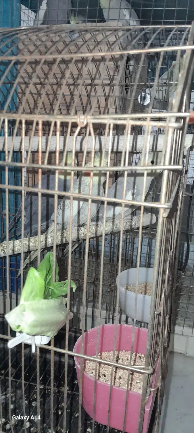 فروش 8 عدد عروس هلندی مولد و جوجه ها|پرنده|زرقان, |دیوار