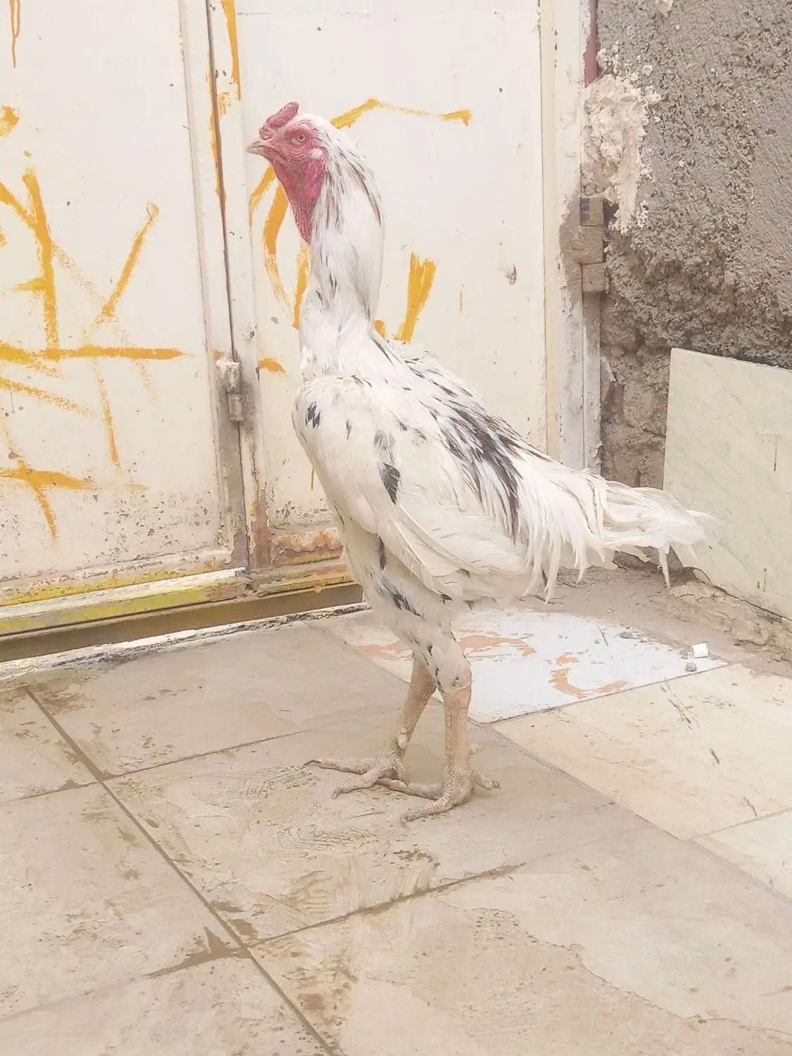 خروس‌لاری‌اصل|حیوانات مزرعه|هامون, |دیوار