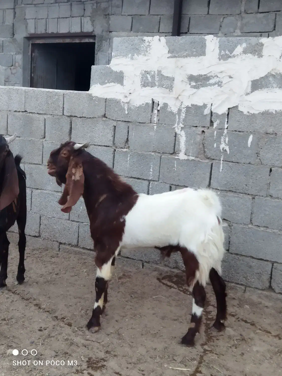 پازن|حیوانات مزرعه|برازجان, |دیوار