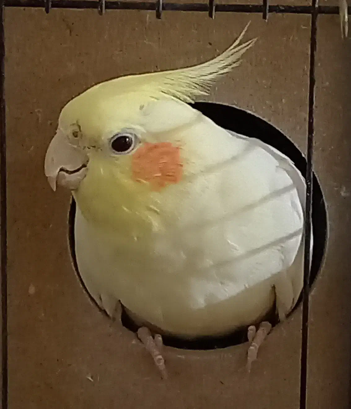 عروس هلندی گمشده ، محدوده شهرک مسعودیه|حیوانات|تهران, مسعودیه|دیوار