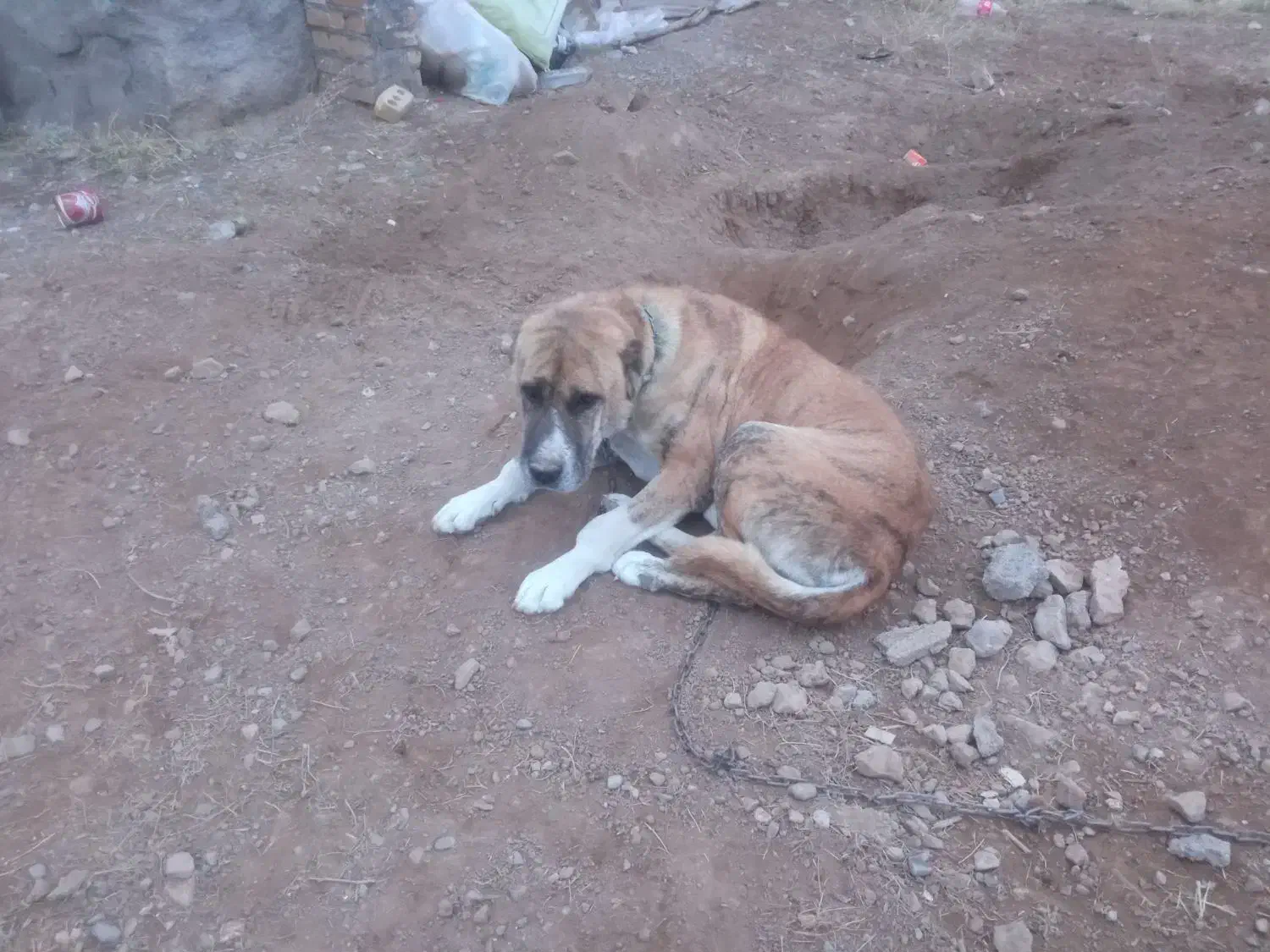 سگ نگهبان|سگ|مشهد, درزآب|دیوار