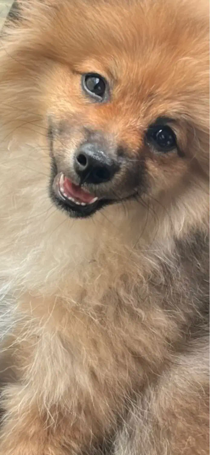 واگذاری سگ پامر|سگ|پرند, فاز ۵|دیوار